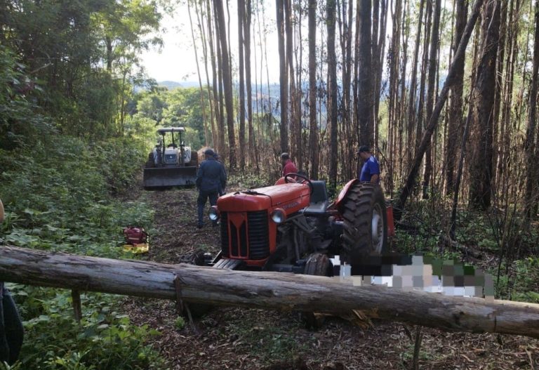 Fatalidade: Idoso morre ao ser atingido por árvore em Ibiam