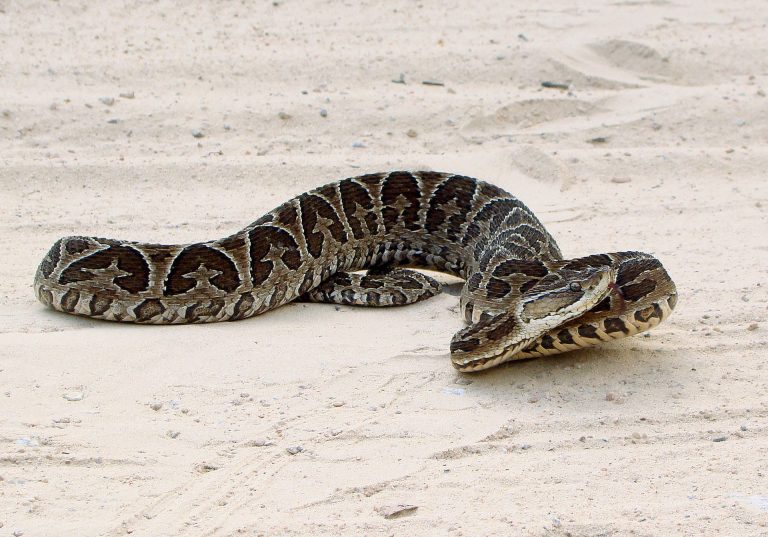 Idoso é atacado por cobra e captura o animal em ocorrência no Oeste de SC