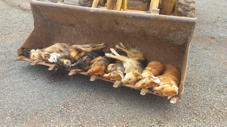 Polícia Civil investiga envenenamento de cães em Herval d’Oeste e pede ajuda da população
