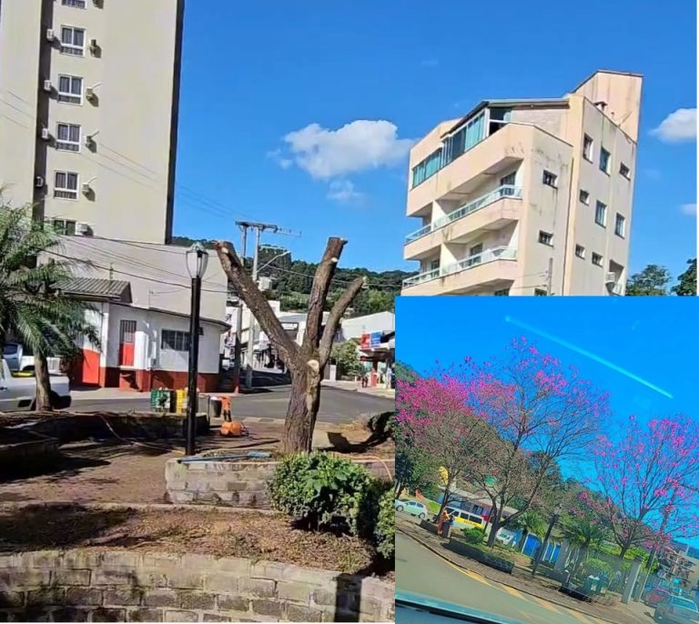 IMA irá investigar poda drástica dos ipês em Capinzal