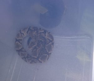Bombeiros capturam cobra que estava entrando em residência em Piratuba