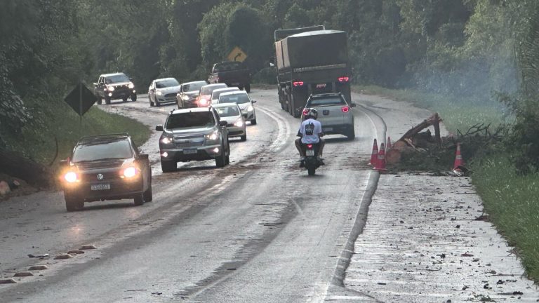 Árvore cai sobre a BR-282 em Joaçaba e bloqueia trânsito após forte chuva
