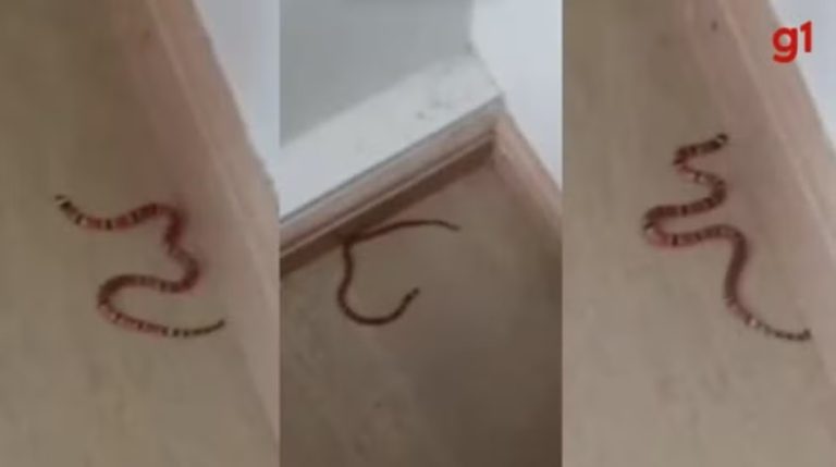 Família encontra oito filhotes de cobra coral-verdadeira dentro de casa em SC