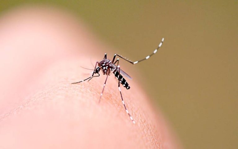 SC tem 60% dos municípios infestados pelo mosquito Aedes aegypti