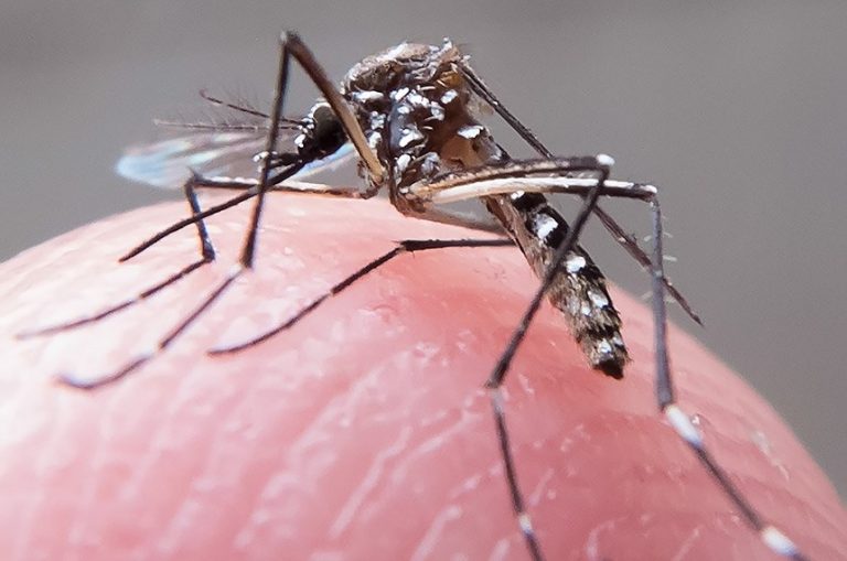 Joaçaba confirma o primeiro caso de Chikungunya neste ano