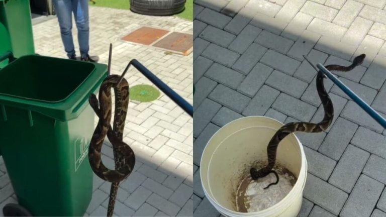 Susto: Com quase um metro, cobra venenosa é encontrada em parquinho de SC