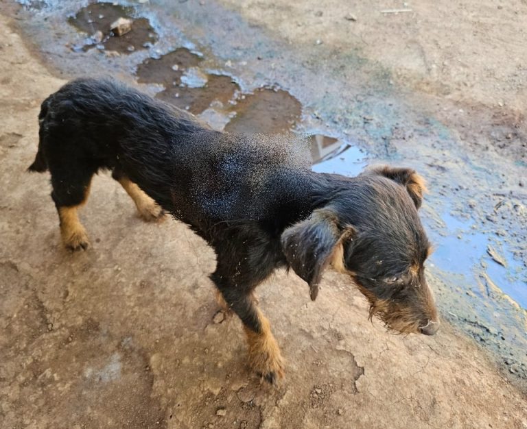 Mulher é presa em flagrante por maus-tratos graves contra cão no Oeste catarinense