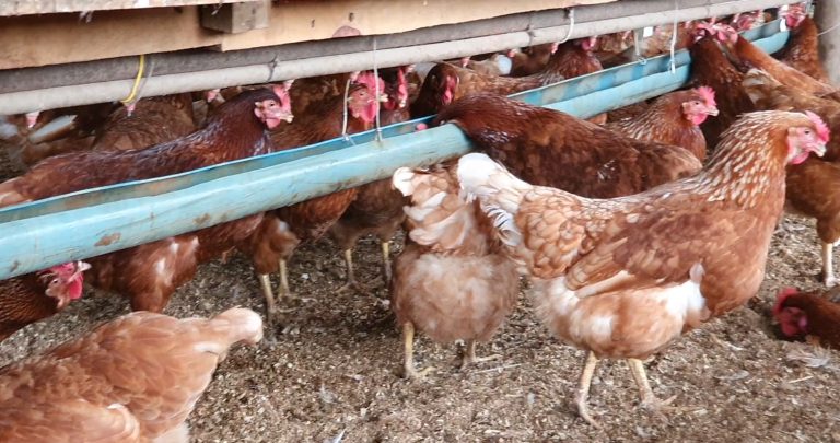 Sebrae/SC reúne lideranças para discutir o fortalecimento da agroindustrialização em municípios