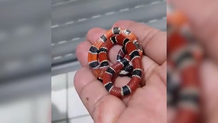 Mulher morde serpente em ‘momento de desespero’ após ser picada em SC