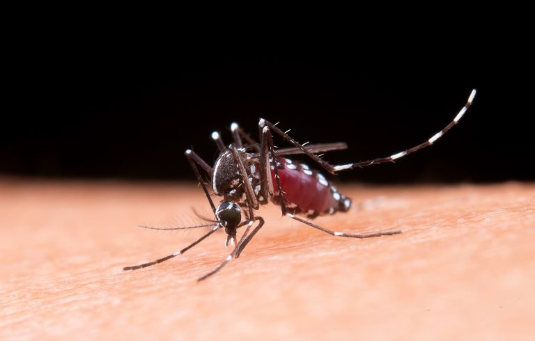 Santa Catarina tem segunda morte por dengue no ano confirmada