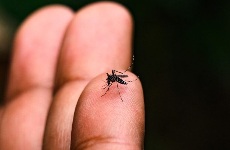 Jovem de 22 anos morre com Chikungunya e município do Oeste declara surto com 16 casos