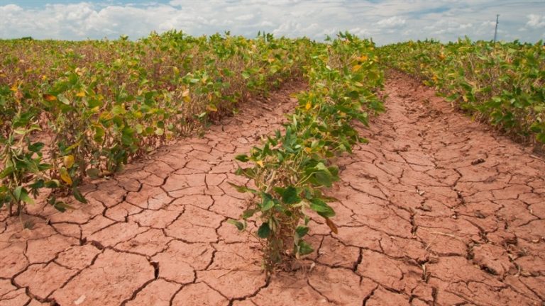 Estiagem em SC: Pelo menos 13 cidades do Oeste decretaram emergência