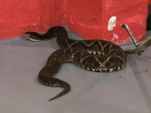 Menina de 7 anos é picada por cobra no quintal de casa e precisa ser levada ao hospital em SC