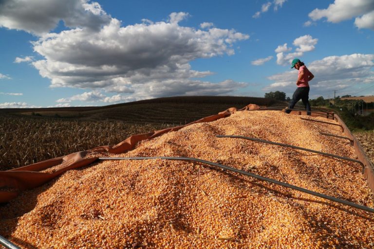 Recorde: produtividade do milho em Santa Catarina é a maior da história