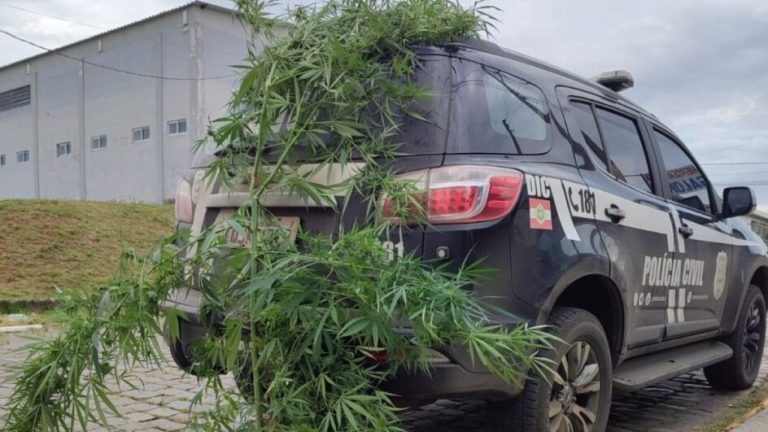 Pé de maconha gigante é encontrado em residência de Curitibanos