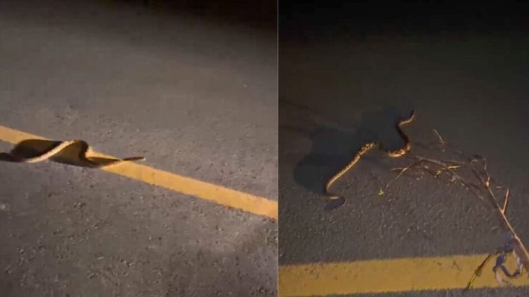 Cobra venenosa invade rua de SC, tamanho impressiona e moradora se arrisca para espantar