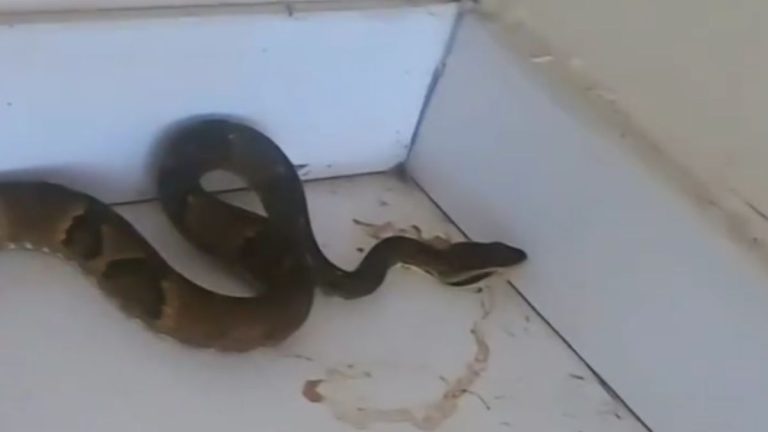 Uma das cobras mais venenosas do Brasil é encontrada “passeando” em motel de SC