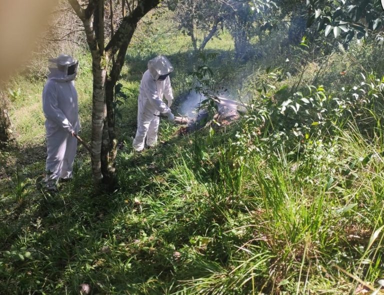 Enxame de abelhas ataca trabalhador e animal em propriedade rural em Santa Cecília