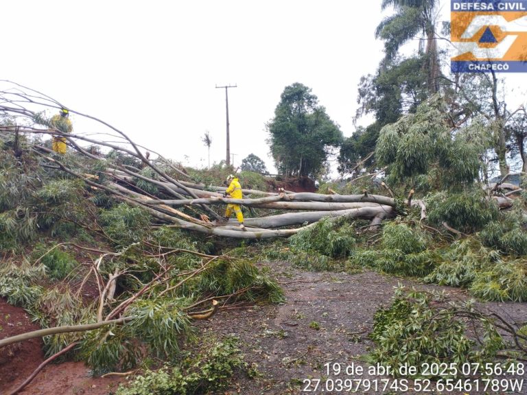 Temporal arranca árvores, causa destelhamentos e enxurradas em Chapecó