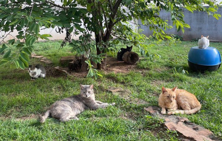 Projeto “Adote Um Meow” luta para salvar 80 gatos após ordem de despejo em Herval d’Oeste