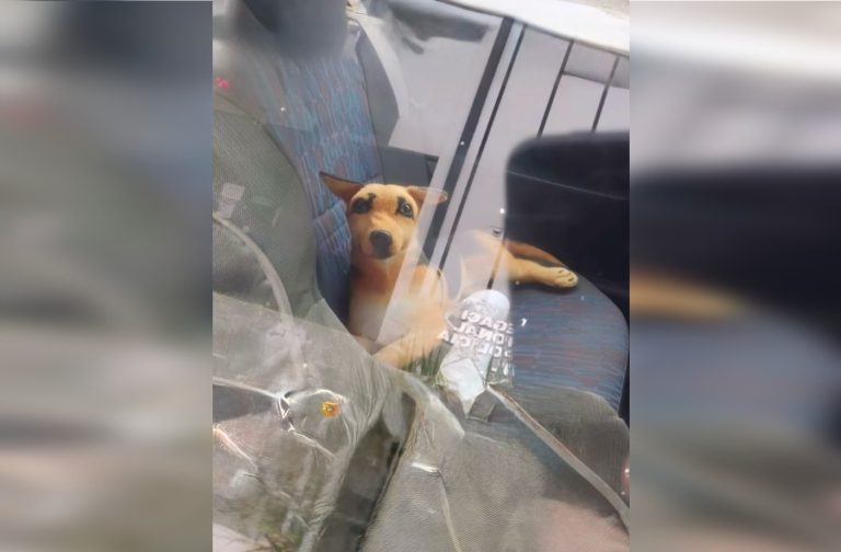 Cão de pelúcia mobiliza Polícia Militar em ocorrência inusitada em Concórdia