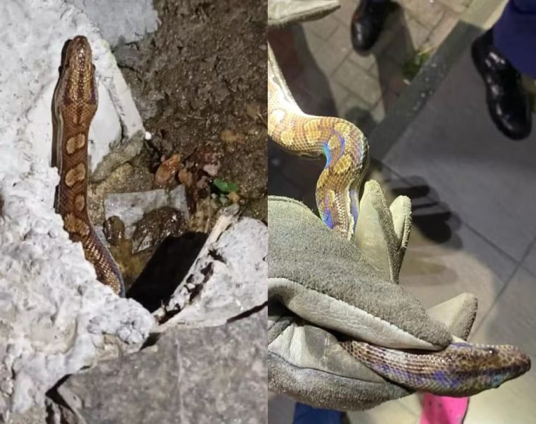 Cobra exótica com efeito de arco-íris é encontrada em cano na rua e devolvida ao dono em SC