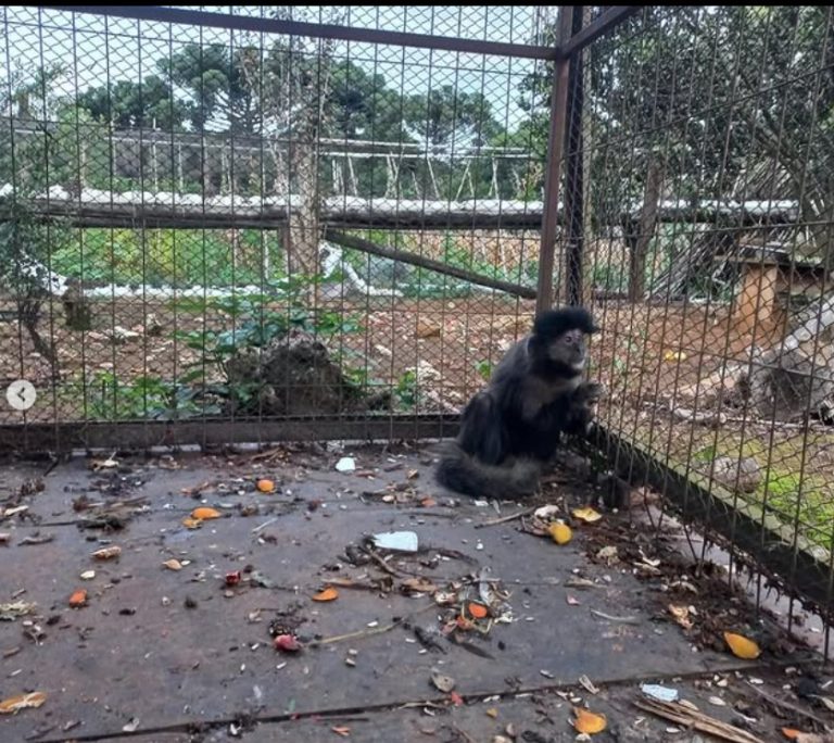 Polícia Militar Ambiental flagra macaco e papagaio em cativeiro ilegal no interior de Videira