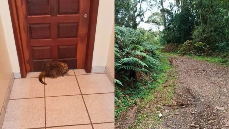 Ouriço e veado são resgatados em áreas urbanas do Meio-Oeste