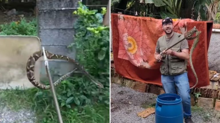 Cobra venenosa assusta moradores e impressiona pelo tamanho em SC