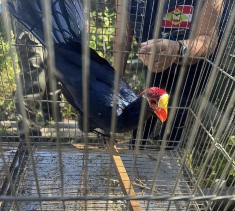 Operações de fiscalização ambiental apreendem mais de 230 animais silvestres em Santa Catarina