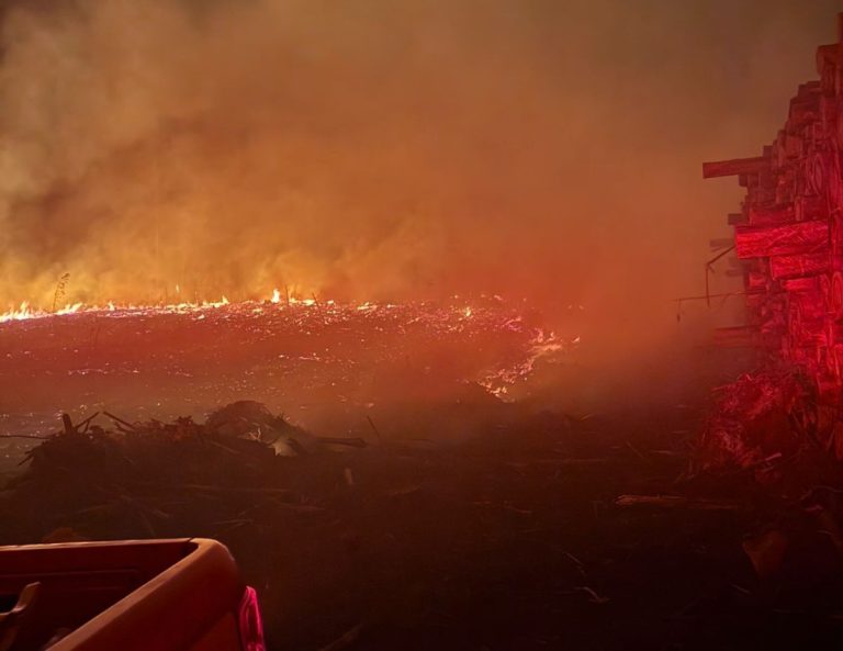 Incêndio atinge área de reflorestamento em Vargem e causa prejuízo de R$ 8 mil