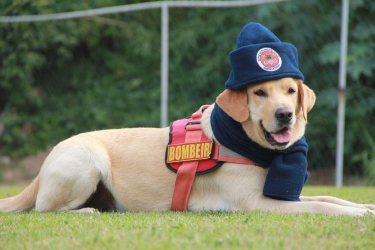 Corpo de Bombeiros Militar reforça orientações de segurança contra acidentes em dias de frio intenso em SC