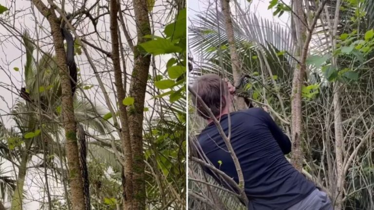 Camuflada em árvore, cobra de 2 metros assusta e gera perrengue em Santa Catarina