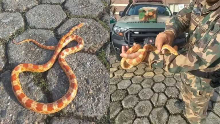 Serpente exótica proibida no Brasil é encontrada em garagem de residência em SC