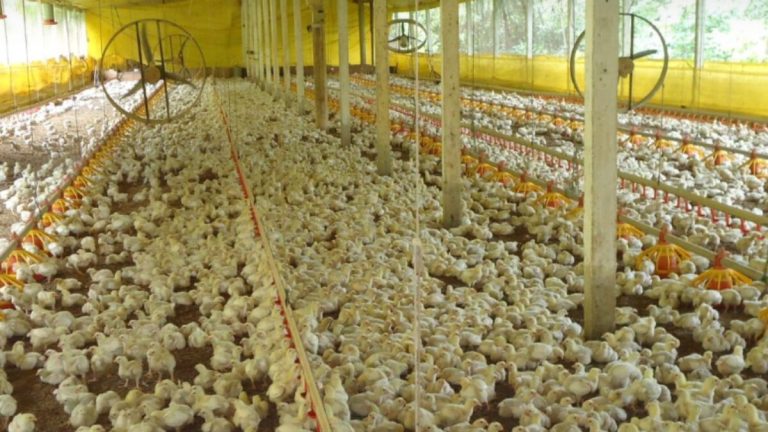 Frigorífico de SC tem 40 dias para abater mais de 7 milhões de aves