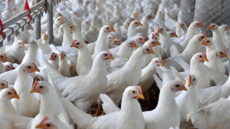 Gripe aviária pode reduzir preço do frango ao consumidor; ocorrência preocupa o agro