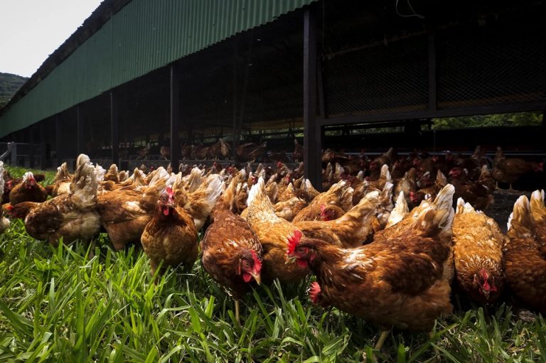 Descartados mais dois casos de gripe aviária em Santa Catarina