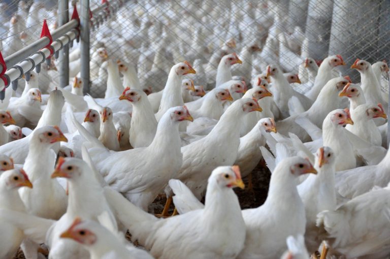 Suspeita de gripe aviária segue em análise no Oeste de SC