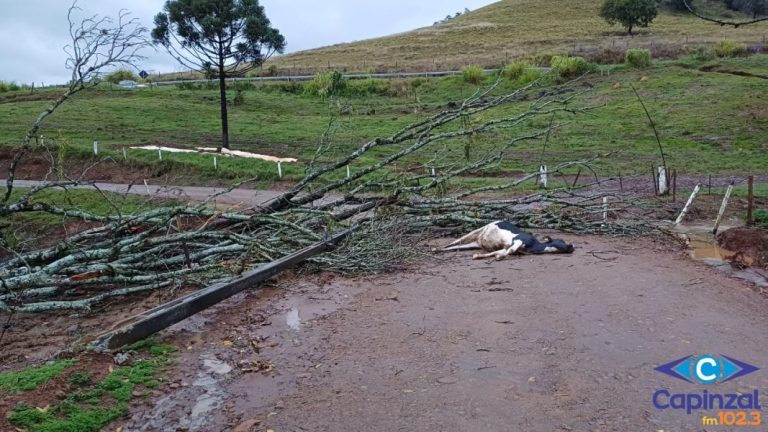 Chuva e vento causam estragos e transtornos em municípios da região (fotos)