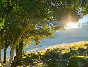 Geada transforma paisagem em Herval d’Oeste e encanta na Fazenda Piovesan