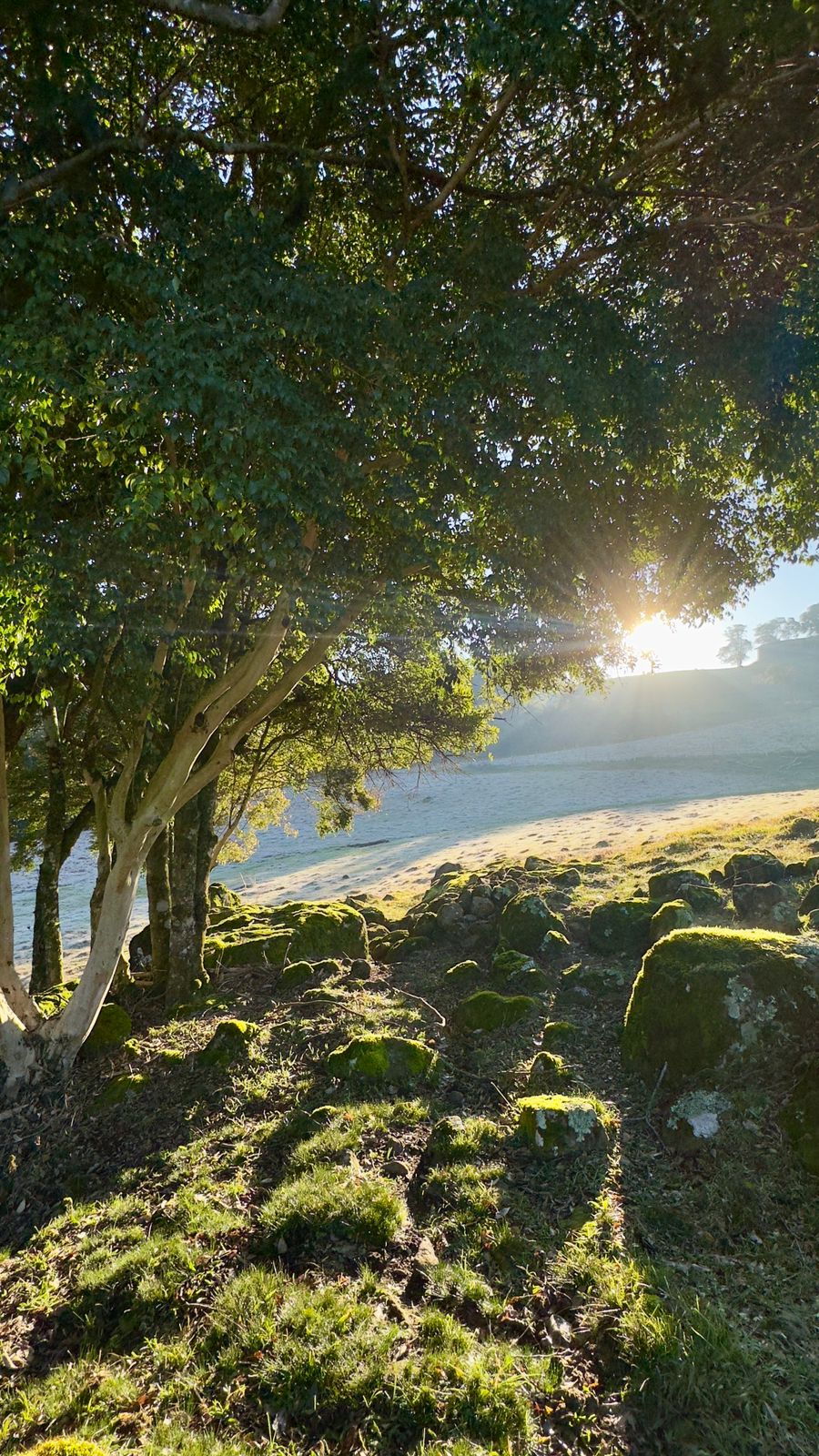 Geada transforma paisagem em Herval d’Oeste e encanta na Fazenda Piovesan