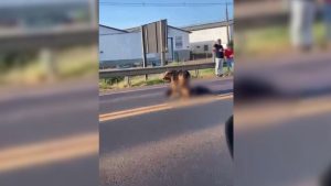 Cachorrinha fica mais de 8 horas ao lado de “companheiro” morto atropelado no Oeste