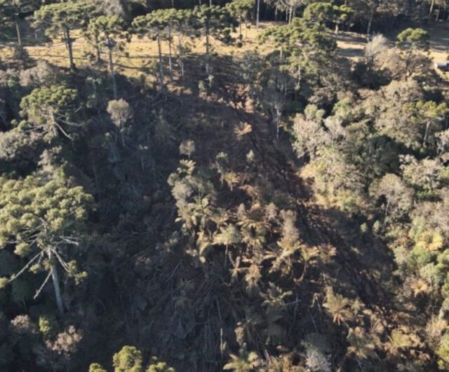 Corte ilegal de árvores nativas é flagrado na zona rural de Urubici