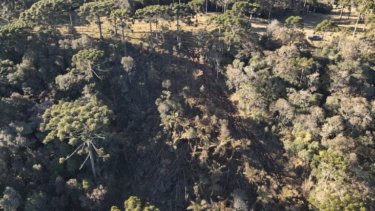 Corte ilegal de árvores nativas é flagrado na zona rural de Urubici