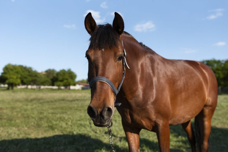 Ração contaminada mata 245 cavalos e Ministério da Agricultura investiga empresa no Brasil