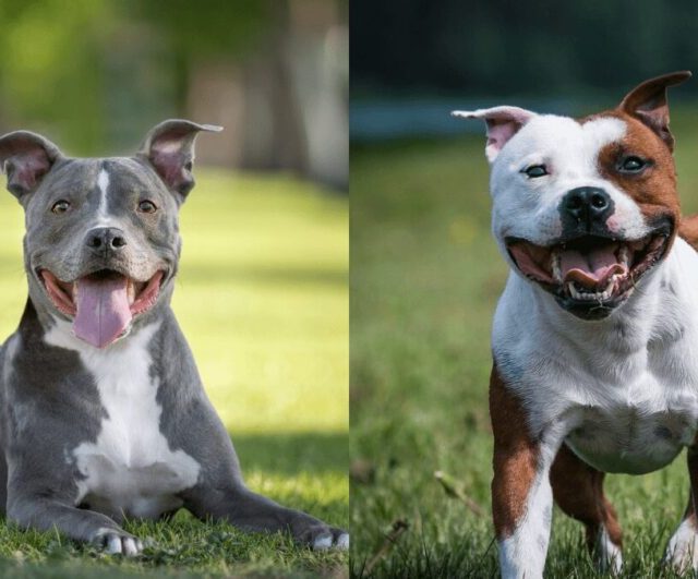 Justiça de SC derruba proibição da criação e venda de pitbulls, mas mantém regras de circulação
