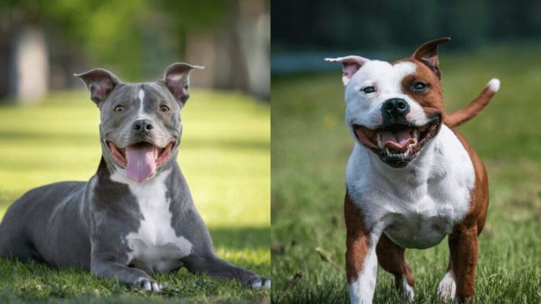 Justiça de SC derruba proibição da criação e venda de pitbulls, mas mantém regras de circulação