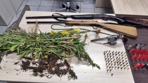 Polícia Militar descobre e destrói plantação com 138 mil pés de maconha em SC