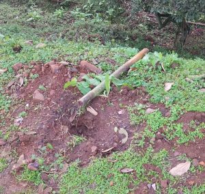 Herval d’Oeste: vandalismo prejudica trabalho de embelezamento com mudas de árvores e flores