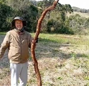 Colheita histórica: família de Irani descobre mandioca gigante